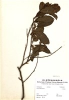 藏品(小花鼠刺)的圖片